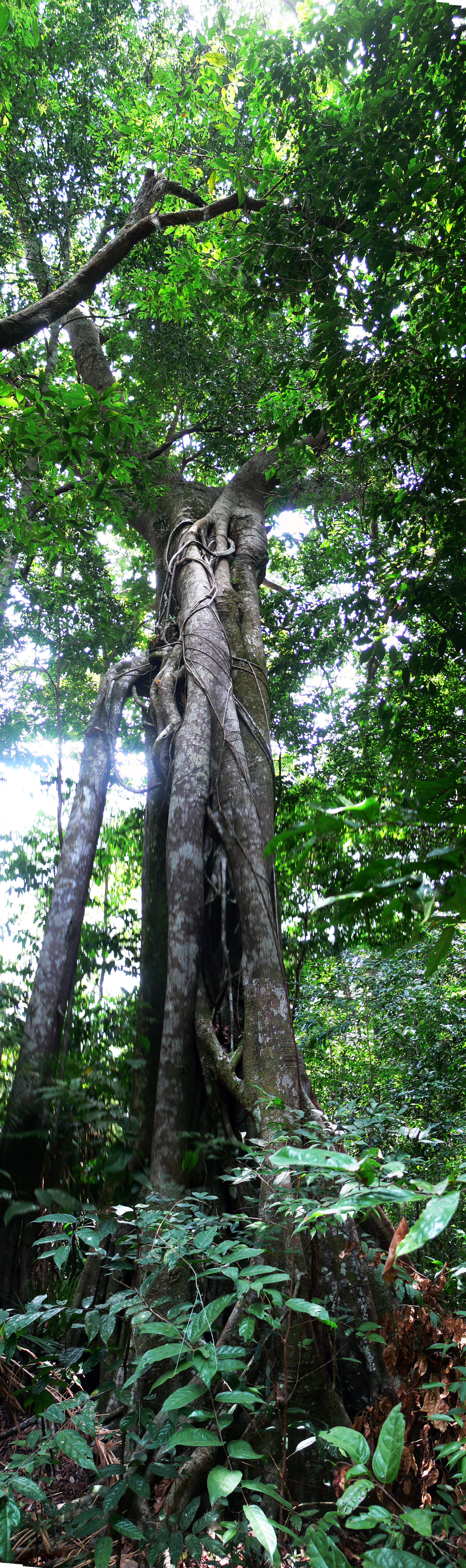 arbre foret vierge Belitung trekking GoBelitung