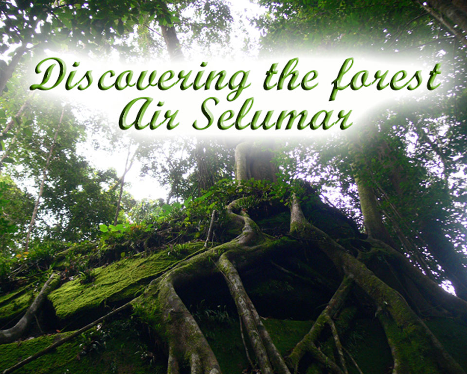 Discovering-the-forest of air Selumar GoBelitung Belitung Indonesia