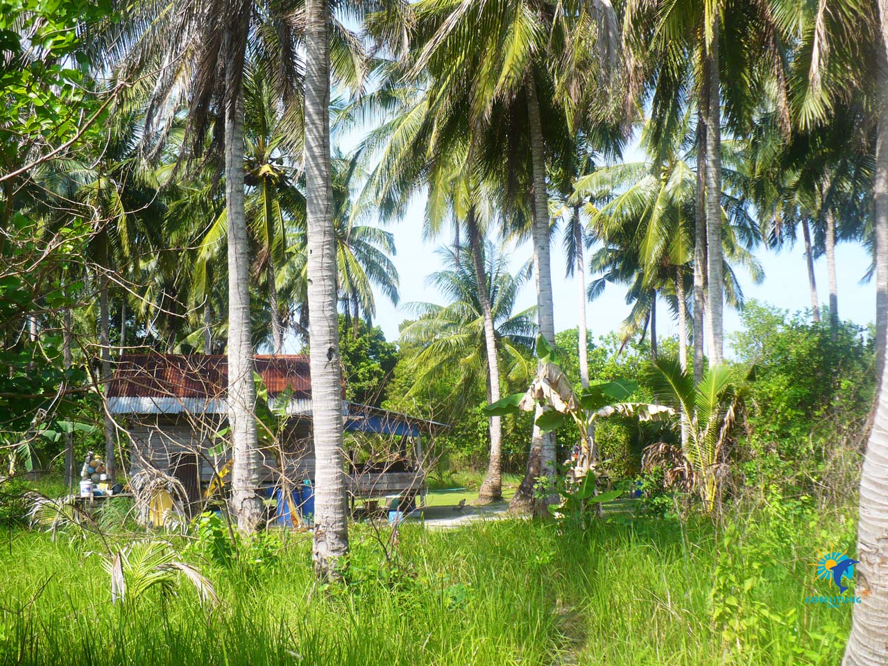 conservation des tortues de mer Belitung GoBelitung Indonesia conservation des tortues de mer Belitung GoBelitung Indonesia