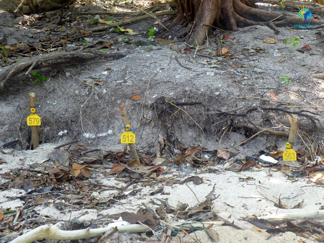 conservation des tortues de mer Belitung GoBelitung Indonesia conservation des tortues de mer Belitung GoBelitung Indonesia