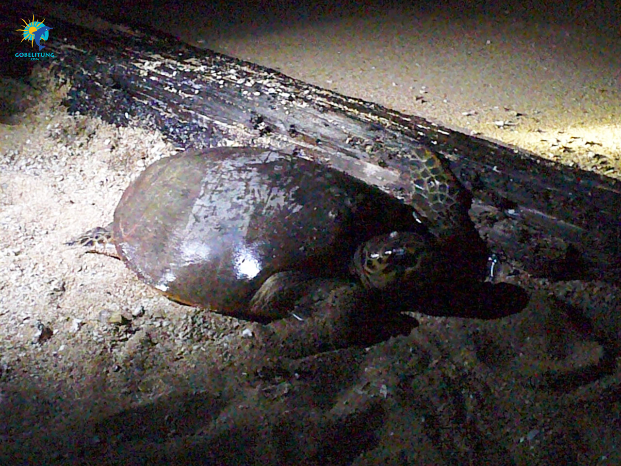 conservation des tortues de mer Belitung GoBelitung Indonesia conservation des tortues de mer Belitung GoBelitung Indonesia