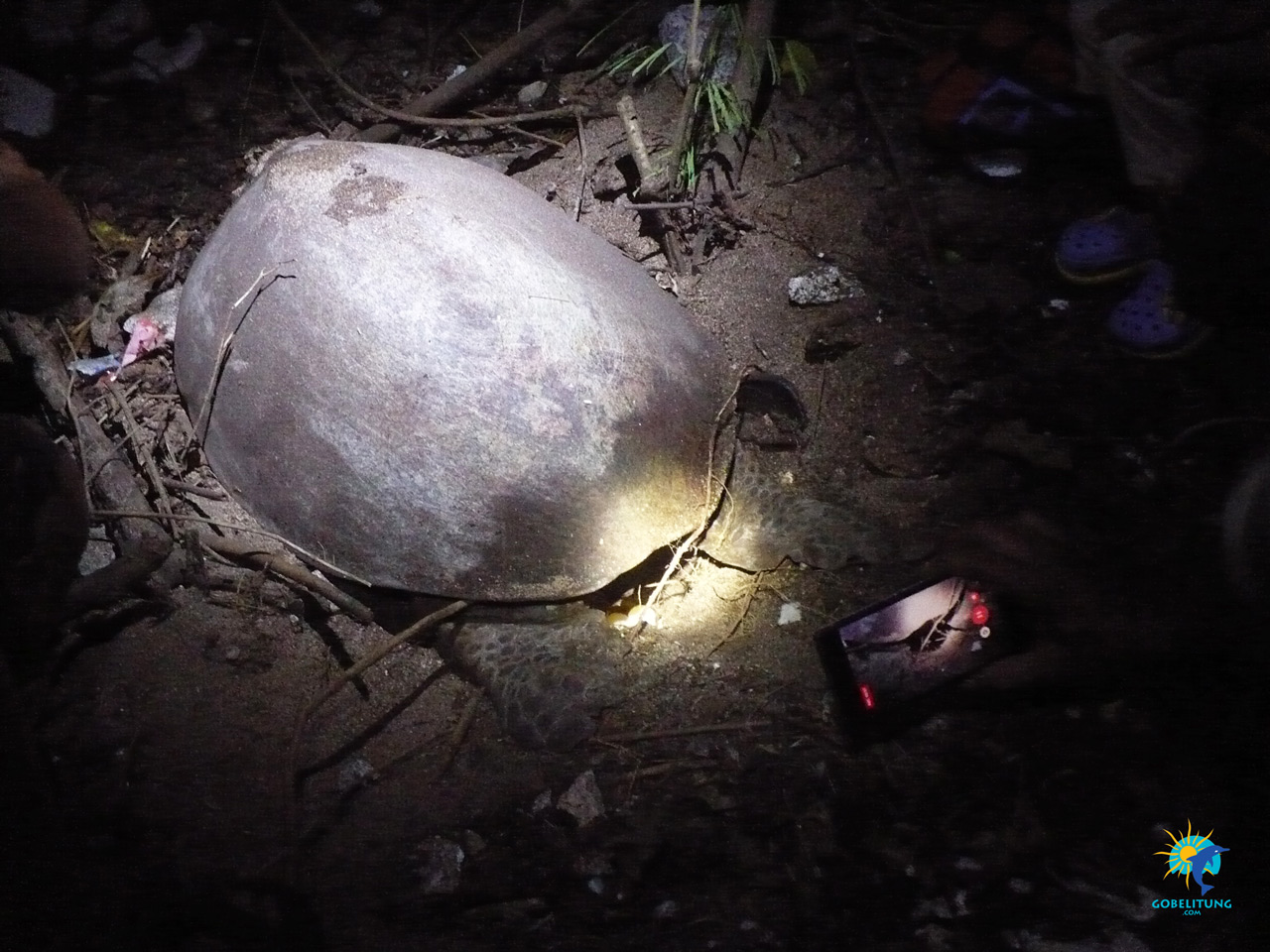 conservation des tortues de mer Belitung GoBelitung Indonesia conservation des tortues de mer Belitung GoBelitung Indonesia