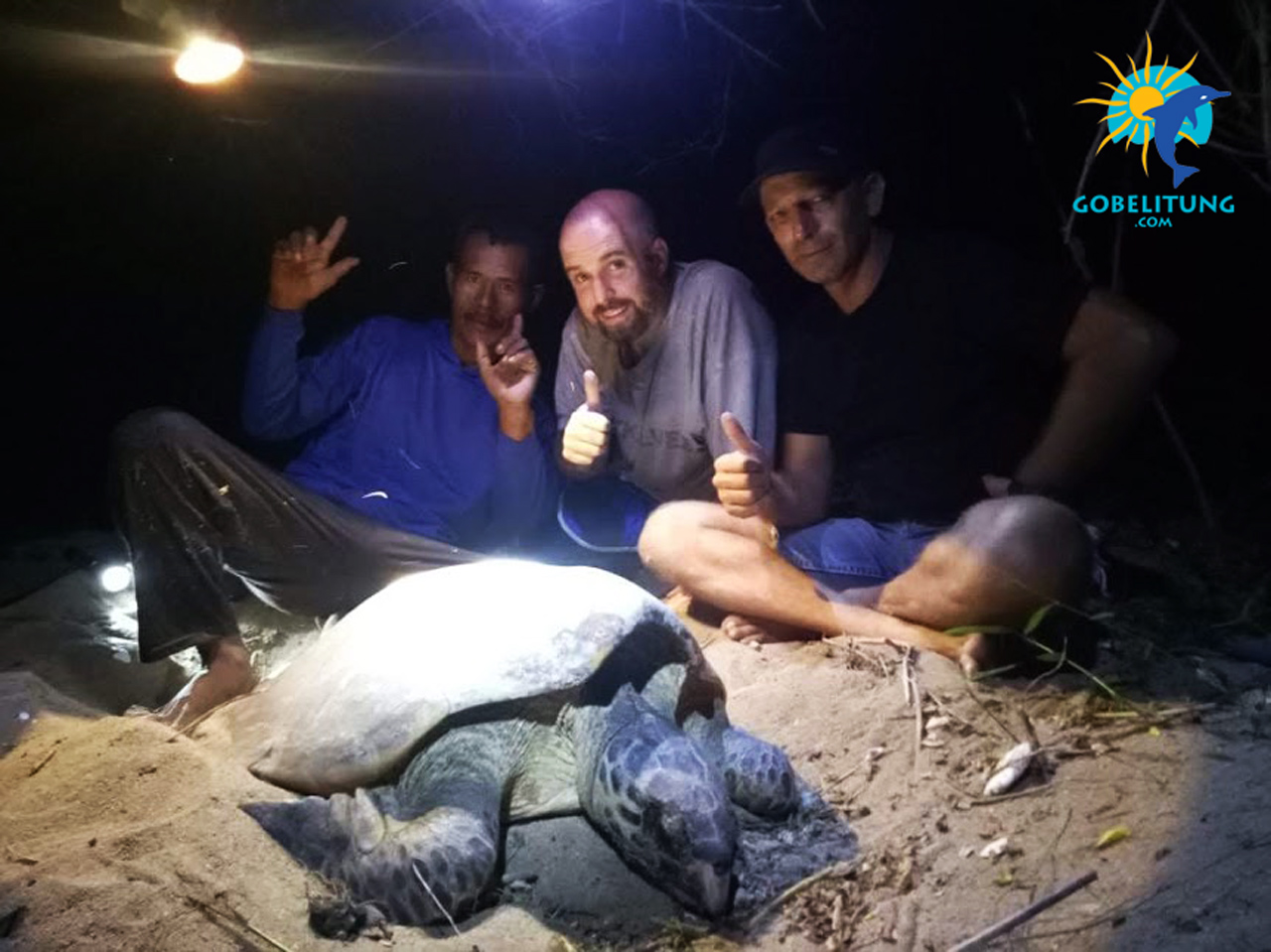 conservation des tortues de mer Belitung GoBelitung Indonesia conservation des tortues de mer Belitung GoBelitung Indonesia