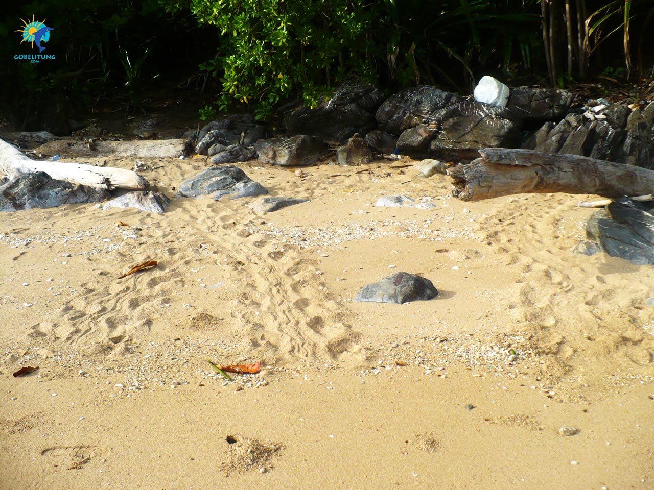 conservation des tortues de mer Belitung GoBelitung Indonesia conservation des tortues de mer Belitung GoBelitung Indonesia