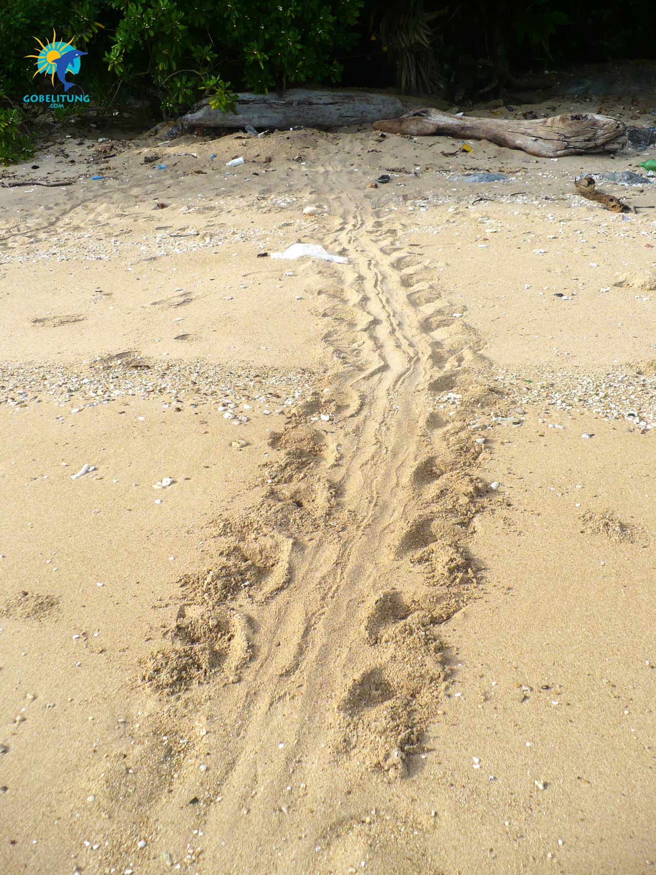 conservation des tortues de mer Belitung GoBelitung Indonesia conservation des tortues de mer Belitung GoBelitung Indonesia