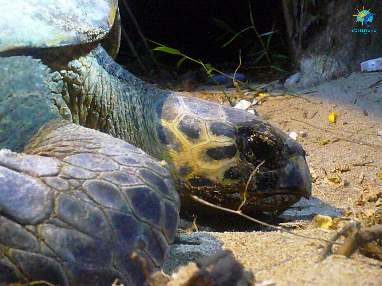 conservation des tortues de mer Belitung GoBelitung Indonesia conservation des tortues de mer Belitung GoBelitung Indonesia