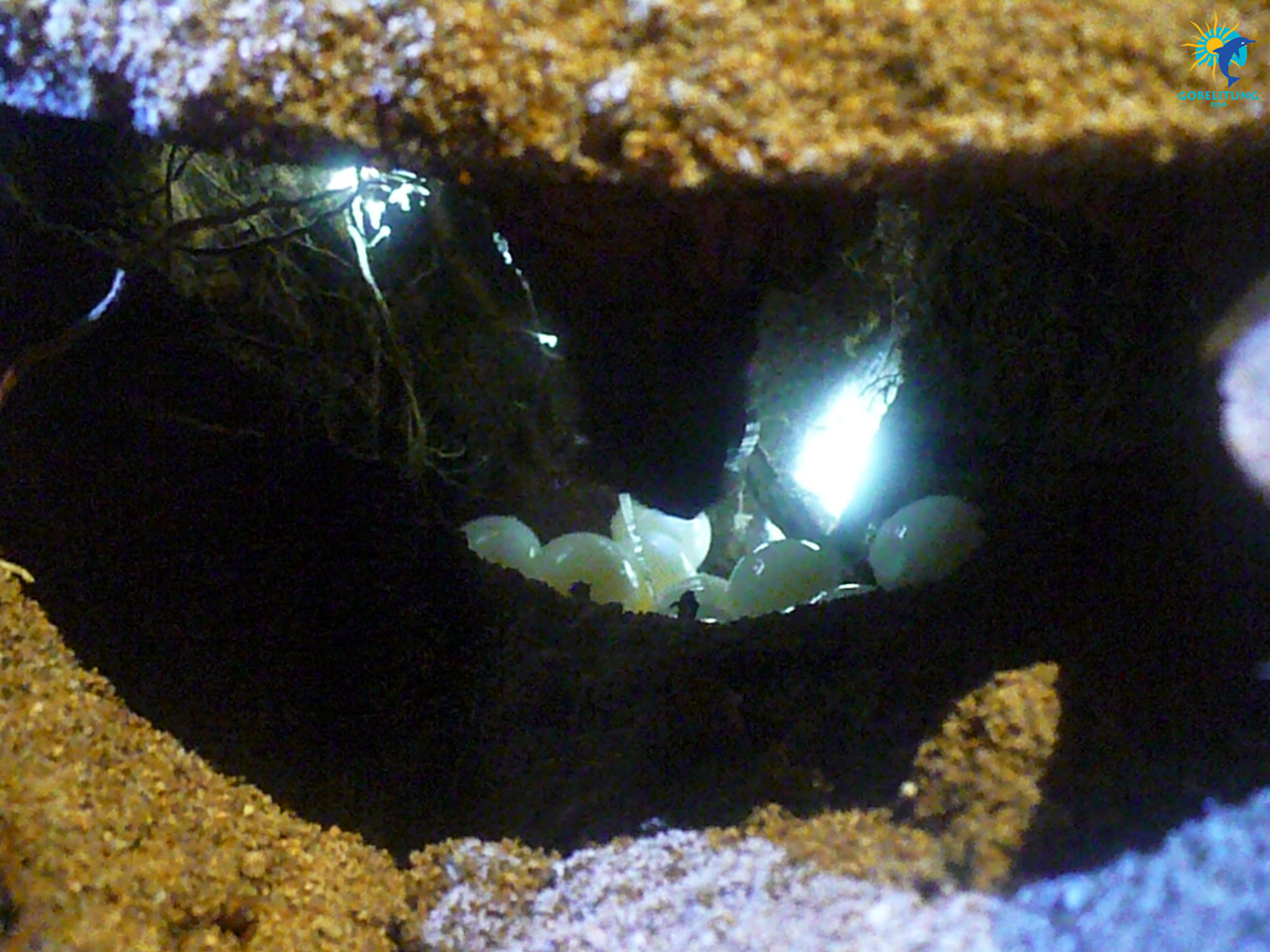 conservation des tortues de mer Belitung GoBelitung Indonesia