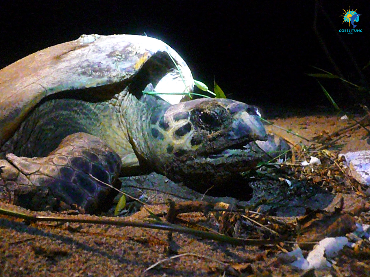 conservation des tortues de mer Belitung GoBelitung Indonesia conservation des tortues de mer Belitung GoBelitung Indonesia