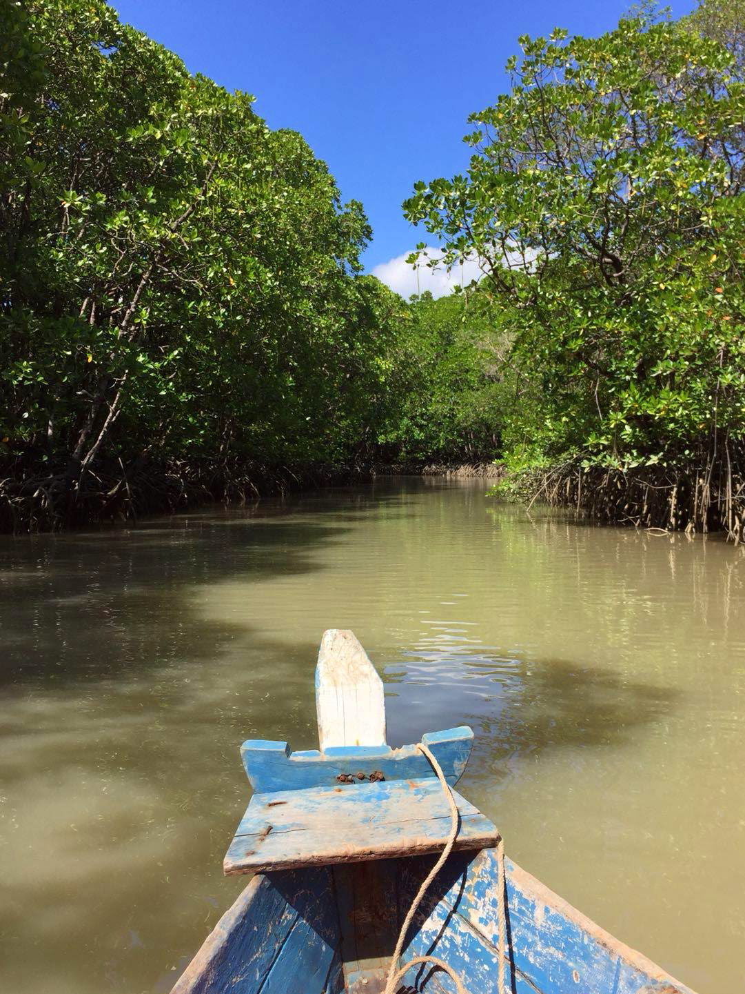 mangrove GoBelitung Belitung Indonesia