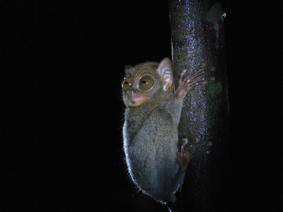 Tarsius Saltator Bukit Peramun Belitung gobelitung indonesia