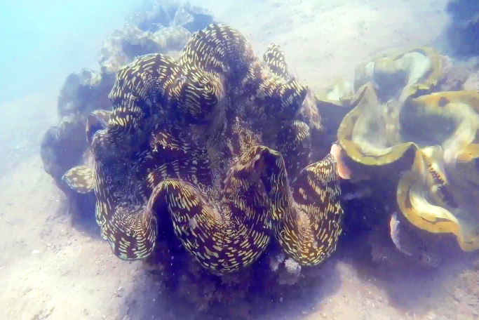 Conservation de Tridacnas Sungai Padang Belitung GoBelitung Indonesia