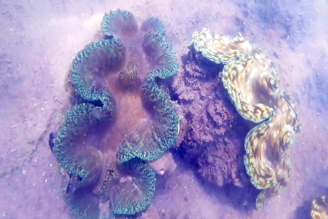 Conservation de Tridacnas Sungai Padang Belitung GoBelitung Indonesia