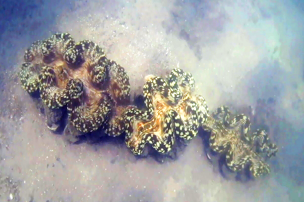 Conservation de Tridacnas Sungai Padang Belitung GoBelitung Indonesia