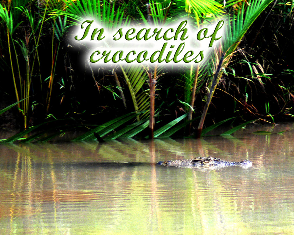 In-search-of crocodiles GoBelitung Belitung Indonesia