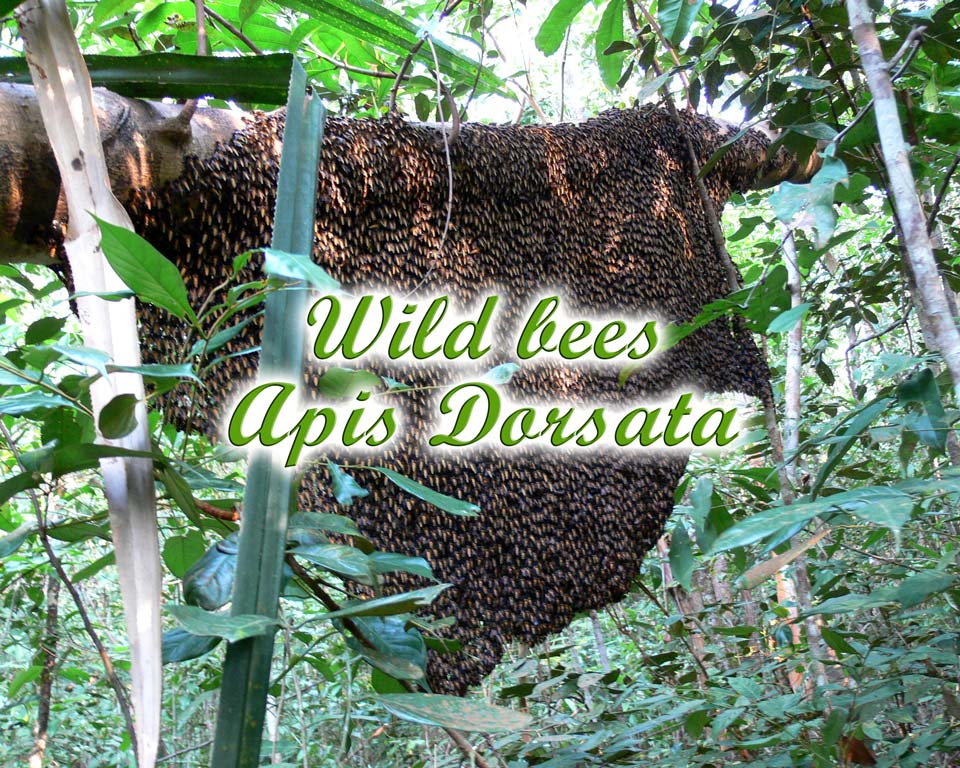 wild-bee GoBelitung Belitung Indonesia