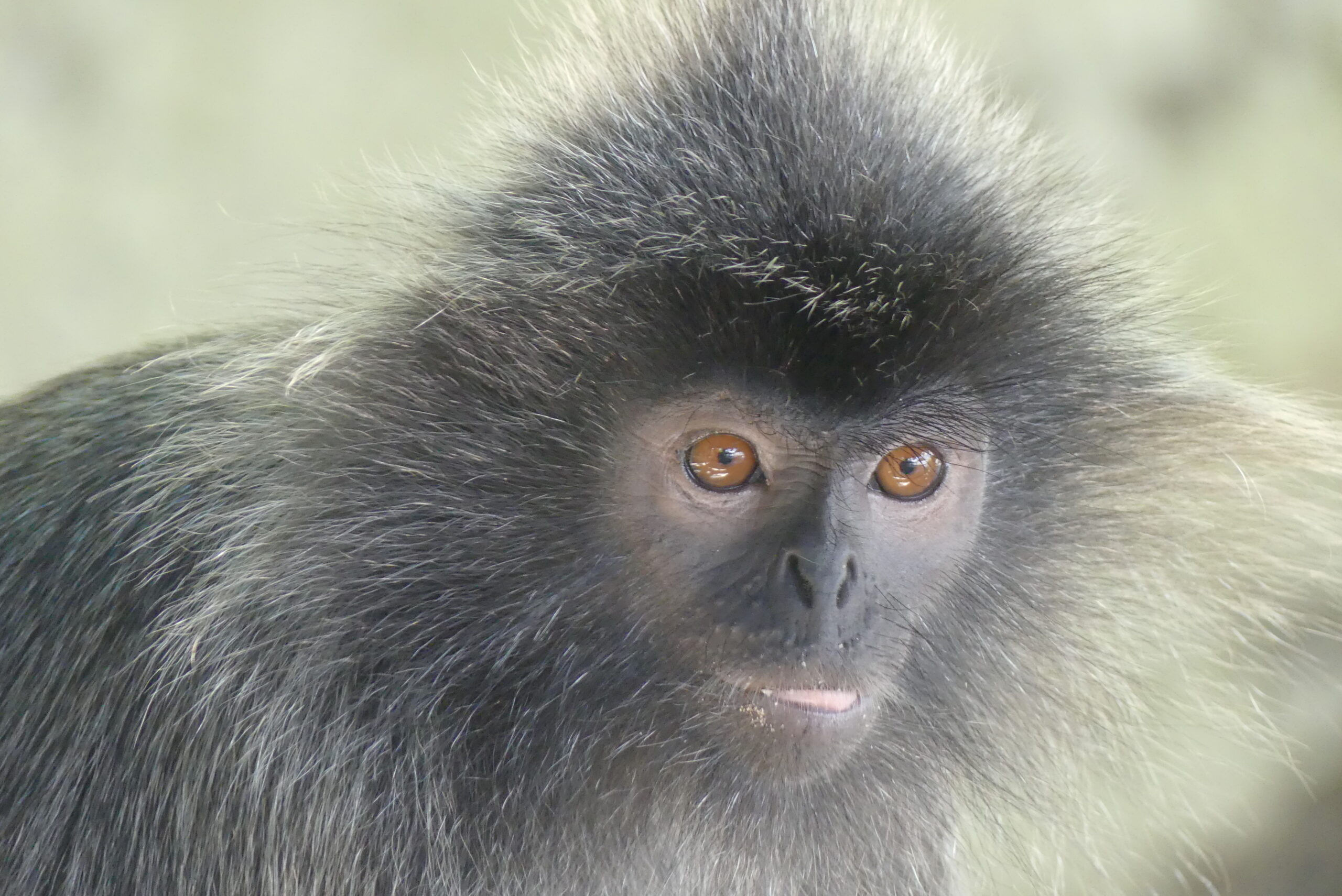 Lutong, in Kelayang Island