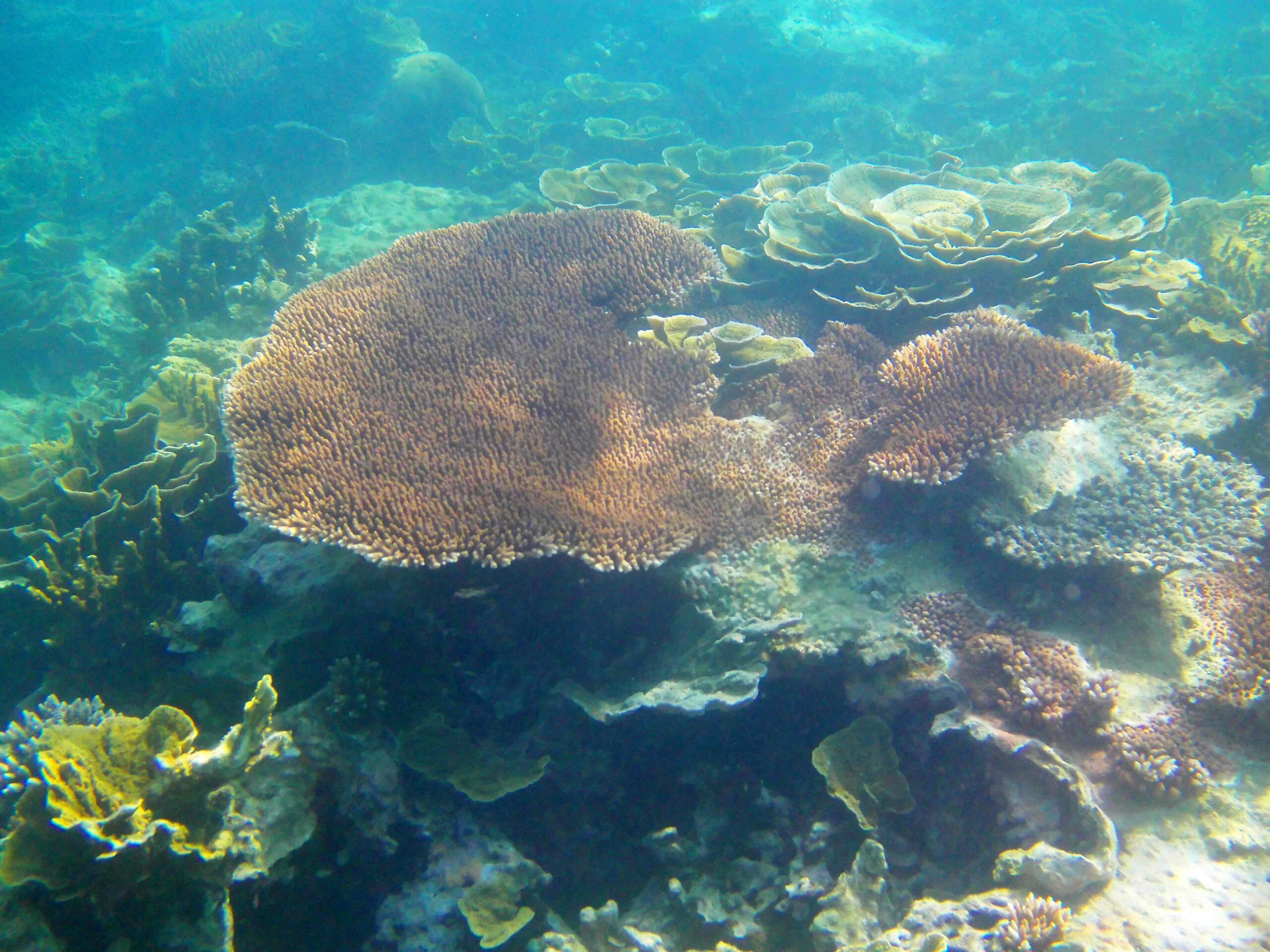 Corail In Belitung