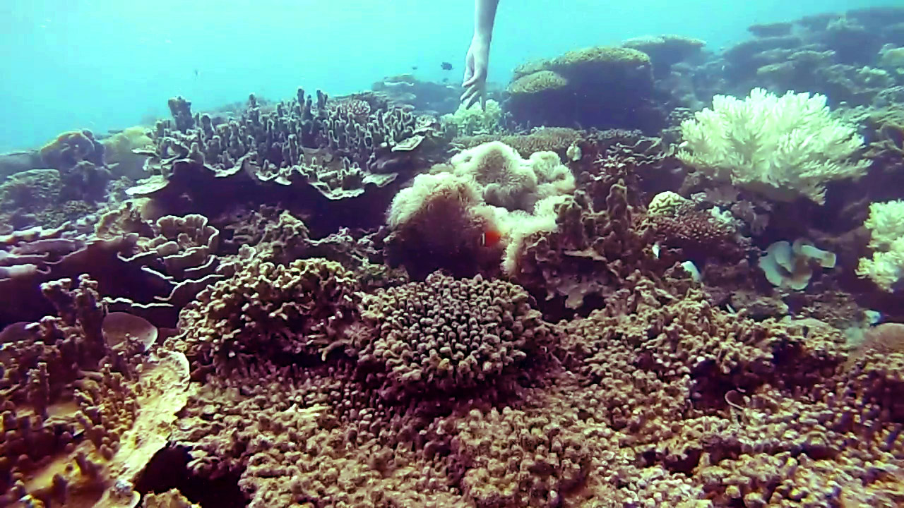 Snorkeling in Belitung