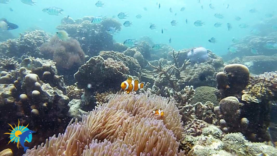 snorkeling à Belitung Indonésie Go Belitung