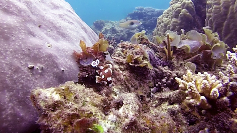 Poisson danseuse de flamenco Belitung Indonesie Go Belitung