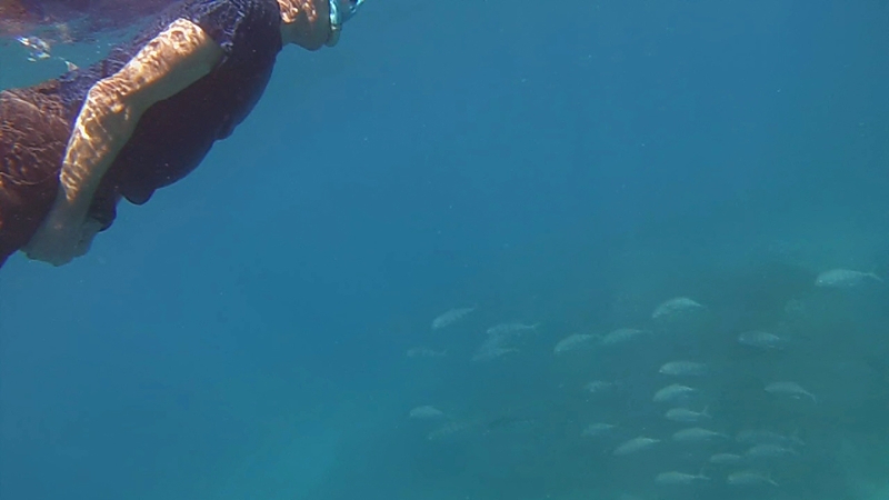 penyu tortue de mer Belitung snorkeling in Belitung wtih GoBelitung Indoensia