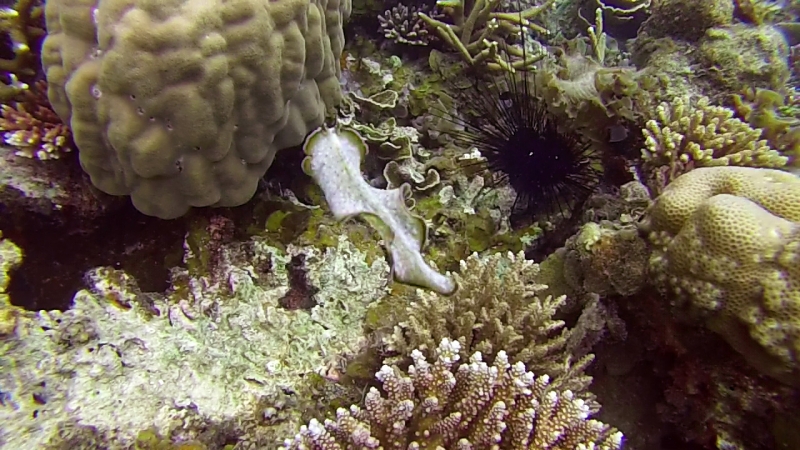 Snorkeling in Belitung wtih Go Belitung Indonesia