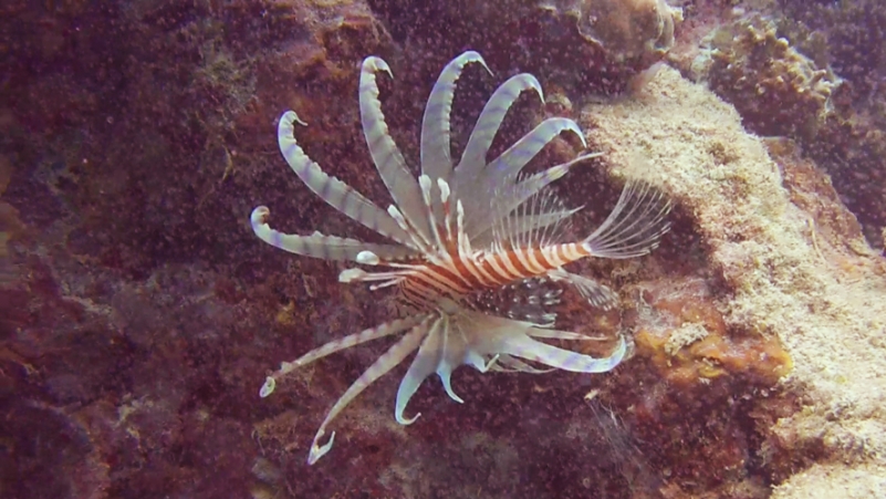 penyu tortue de mer Belitung snorkeling in Belitung wtih GoBelitung Indoensia