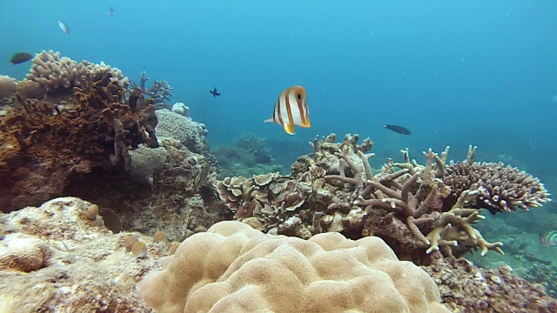 snorkeling in Belitung wtih GoBelitung Indoensia