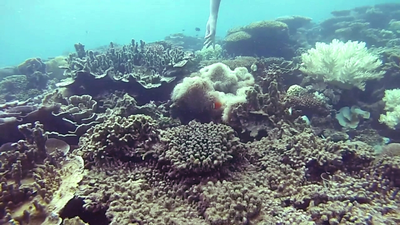 snorkeling in Belitung wtih GoBelitung Indoensia