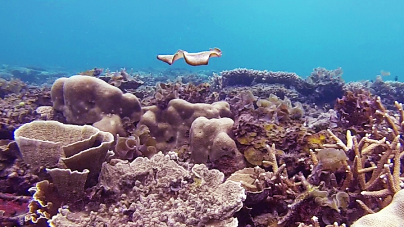 limace de mer Sacoglossa Belitung snorkeling in Belitung wtih GoBelitung Indoensia