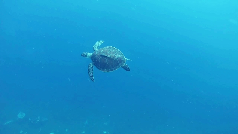 penyu tortue de mer Belitung snorkeling in Belitung wtih GoBelitung Indoensia