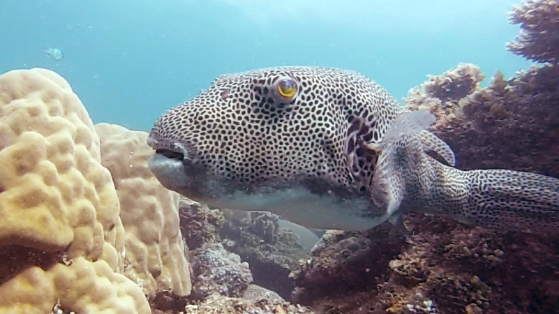 snorkling à Belitung Indonésie Go Belitung