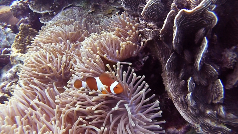 snorkeling in Belitung wtih GoBelitung Indoensia