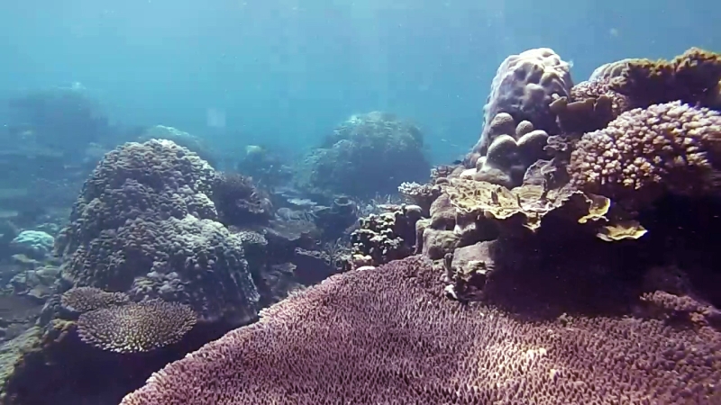 snorkeling in Belitung wtih GoBelitung Indoensia