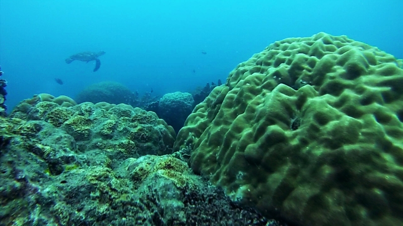 penyu tortue de mer Belitung snorkeling in Belitung wtih GoBelitung Indoensia