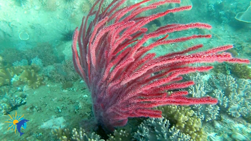 snorkeling à Belitung Indonésie Go Belitung