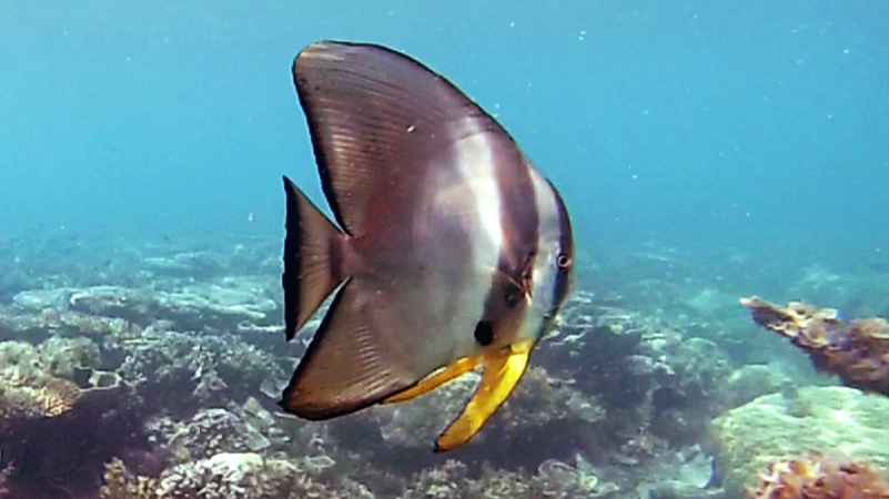 penyu tortue de mer Belitung snorkeling in Belitung wtih GoBelitung Indoensia