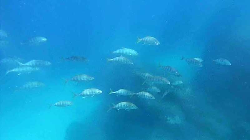 penyu tortue de mer Belitung snorkeling in Belitung wtih GoBelitung Indoensia