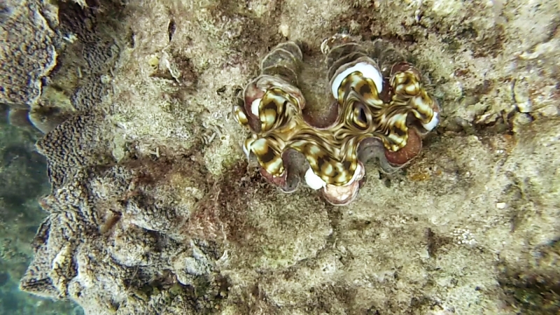 snorkeling in Belitung wtih GoBelitung Indoensia
