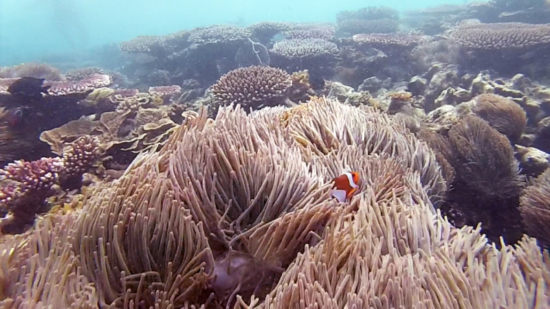 snorkeling in Belitung wtih GoBelitung Indoensia