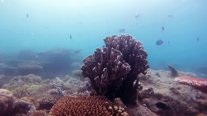 snorkling à Belitung Indonésie Go Belitung