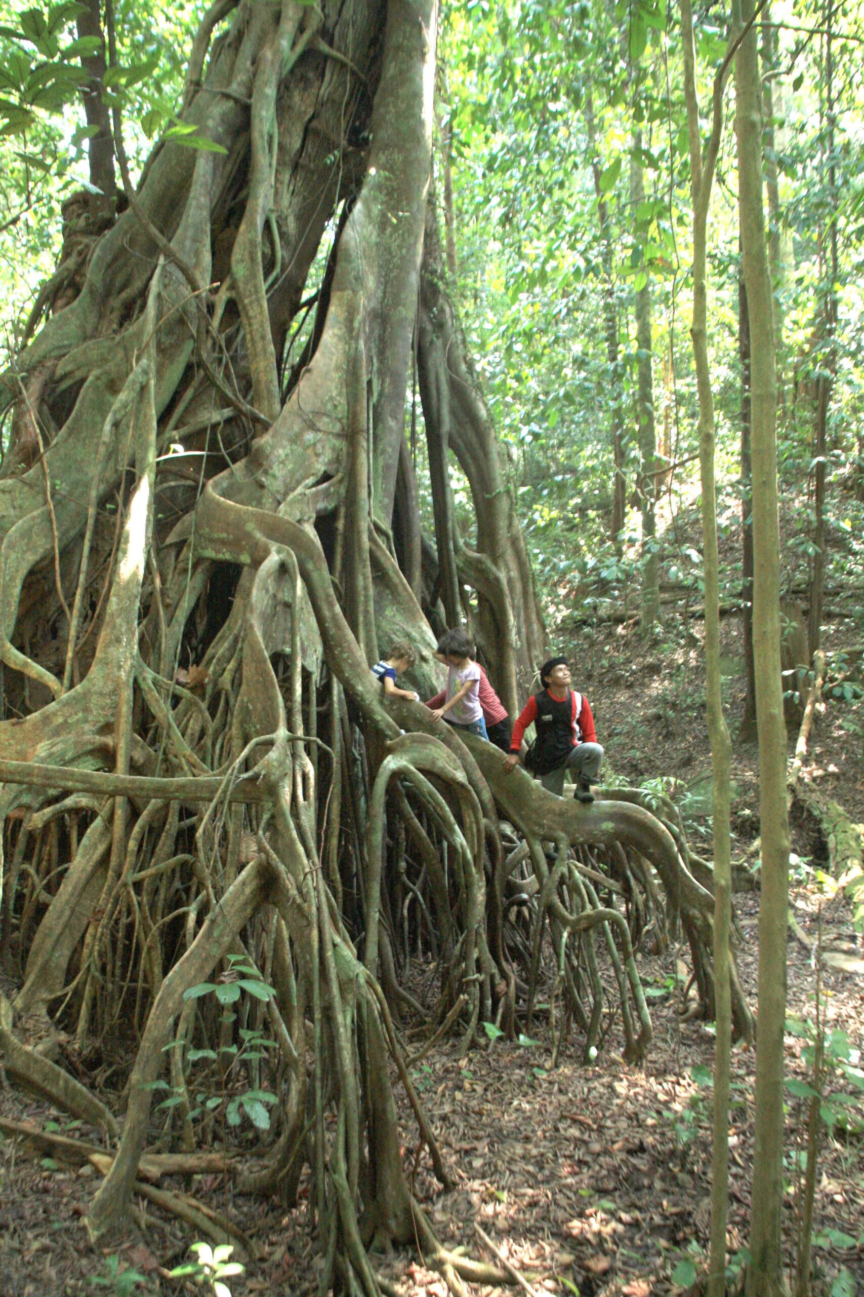Bukit Peramun Air Selumar elitung gobelitung indonesia