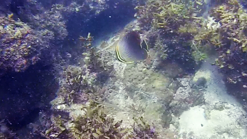 Poisson Melidang Belitung Indonésie Go Belitung