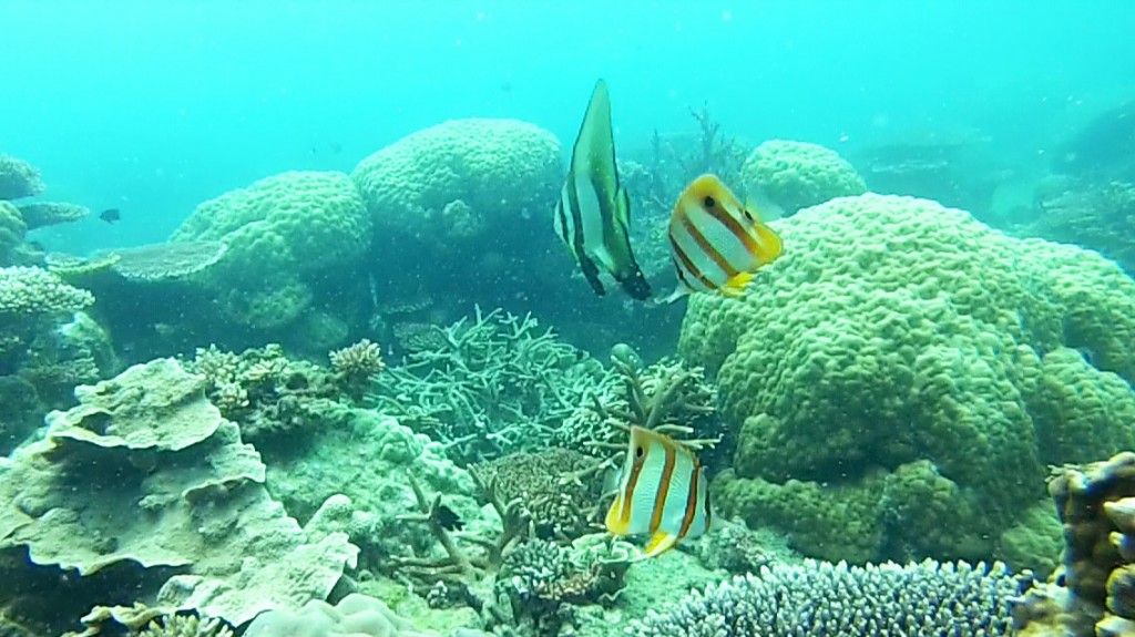 Poissons Belitung Indonesie Go Belitung
