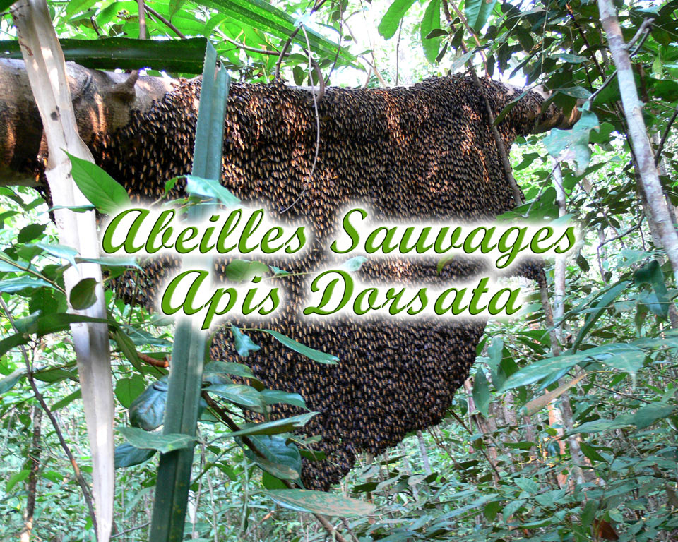 Abeilles-sauvages-GoBelitung Belitung Indonesia