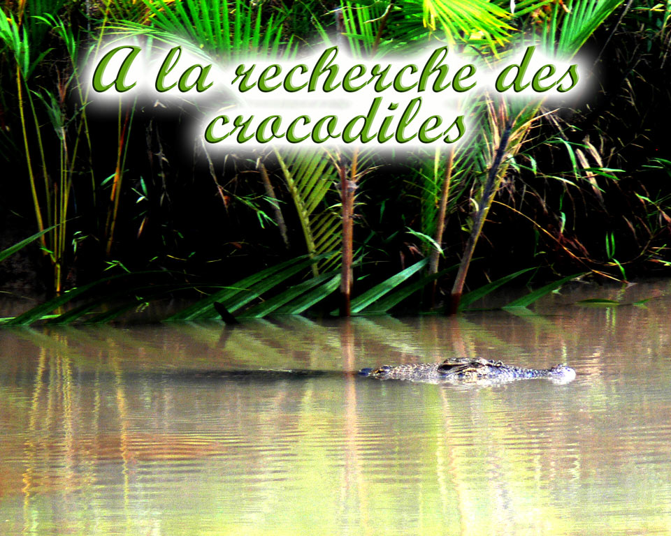 crocodiles-GoBelitung Belitung Indonesia