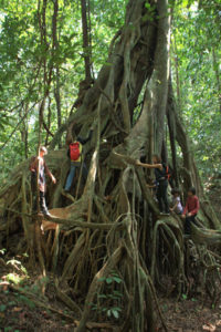 Foret vierge Bukit Peramun Go Belitung Indonesia