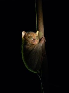 Tarsius Saltator Bukit Peramun Belitung gobelitung indonesia