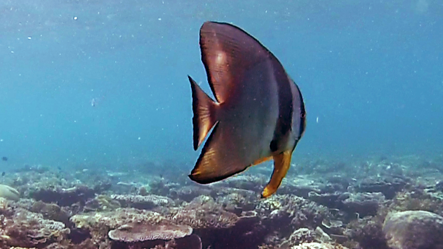 penyu tortue de mer Belitung snorkeling in Belitung wtih GoBelitung Indoensia
